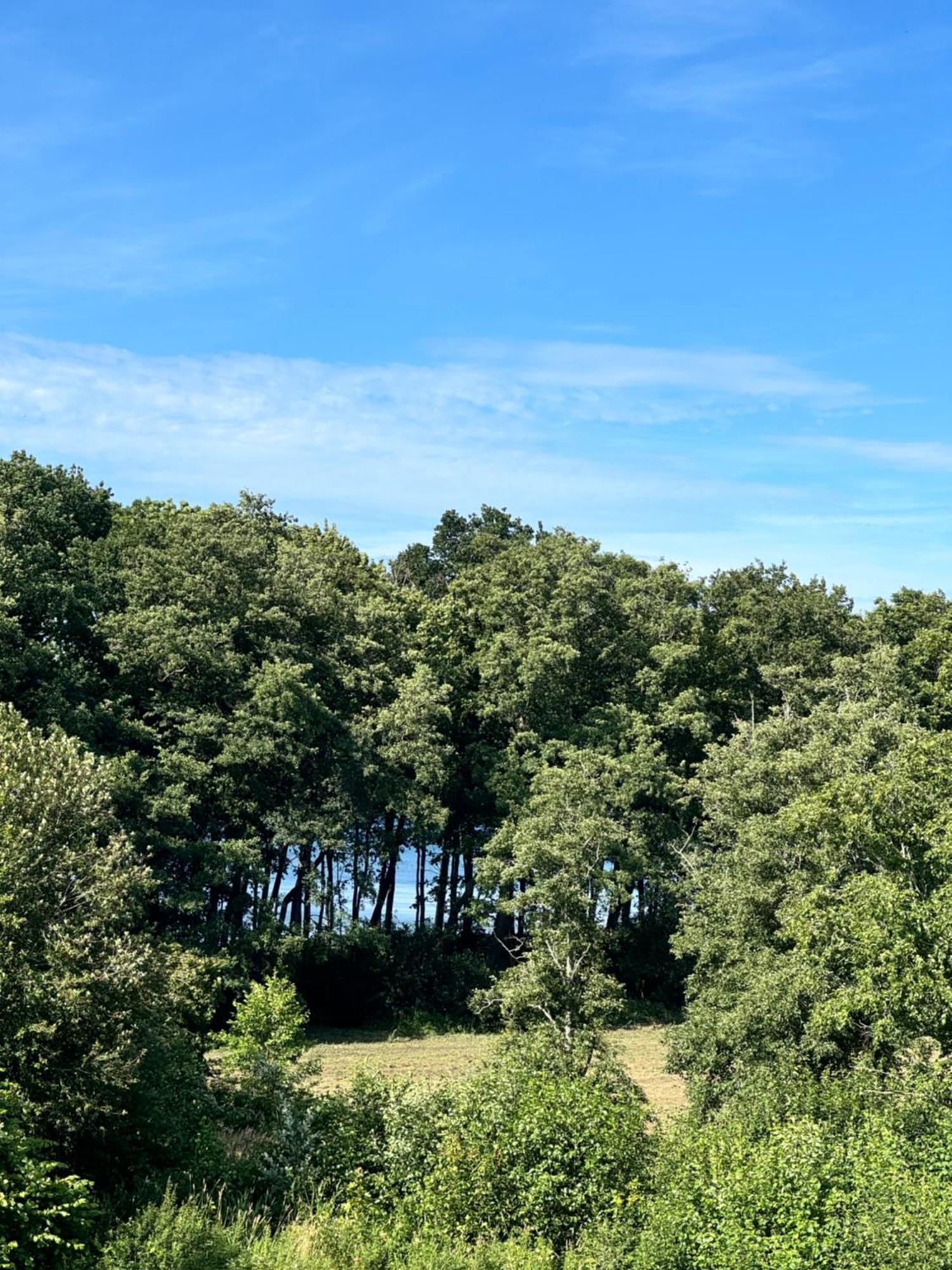 Zalotna Mewa Gaski Bagian luar foto